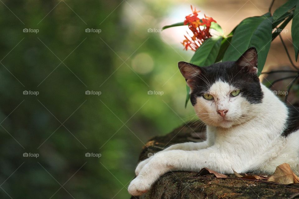 A male cat staring towards camera
