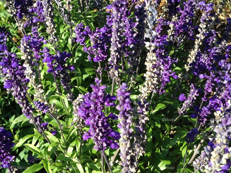 Purple salvia 