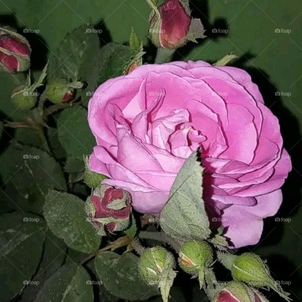 most beautiful and attractive flowers in the garden.