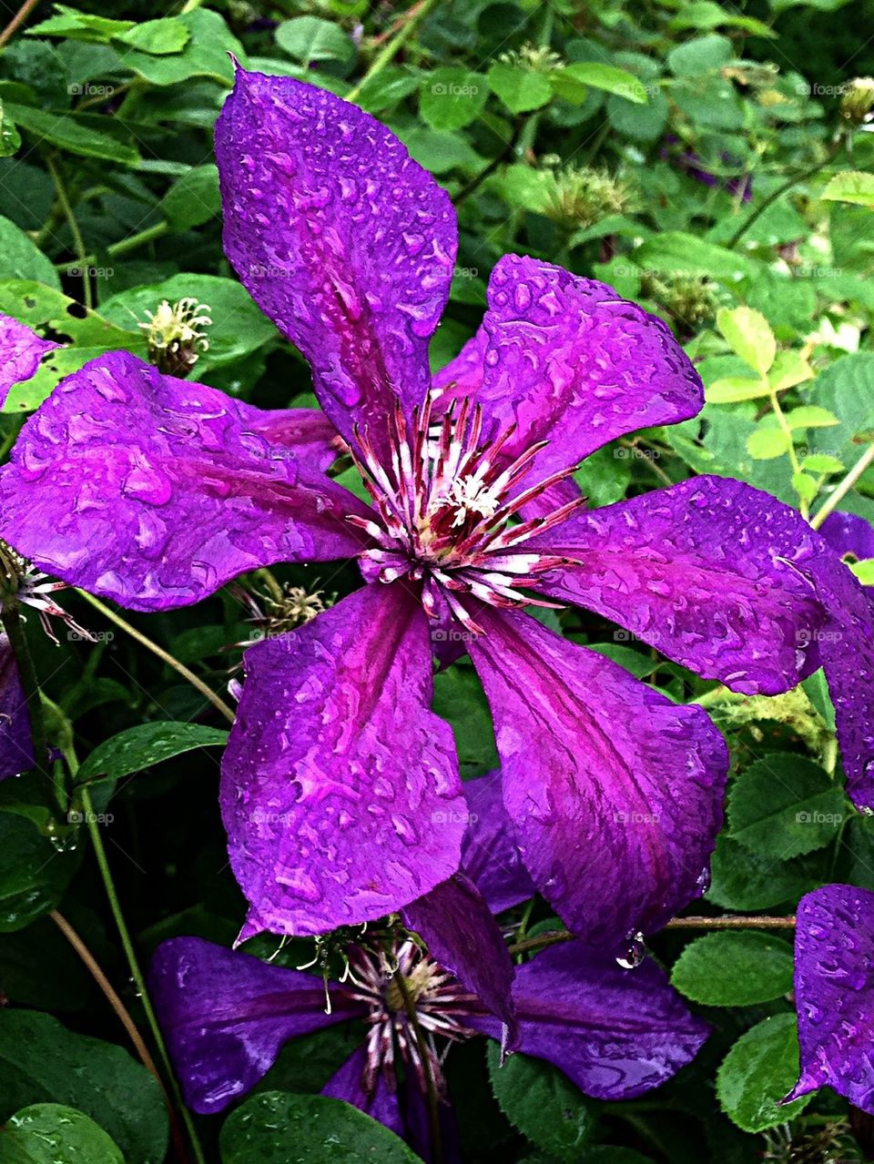 Wet Clematis