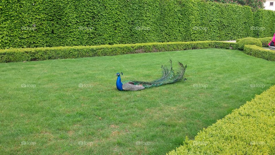 The Peacock. Beautiful peacock relaxing. This was taken while I visited Prague.