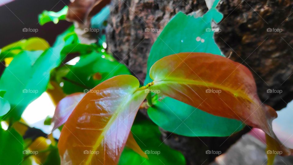 fresh leaves that are in nature
