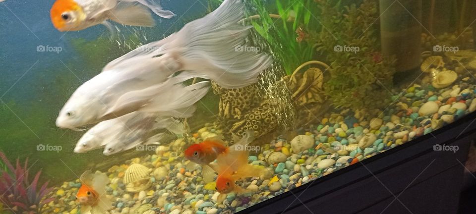 fish in the water tank free to move on the way it wants to be.perfect combination of orange and blue