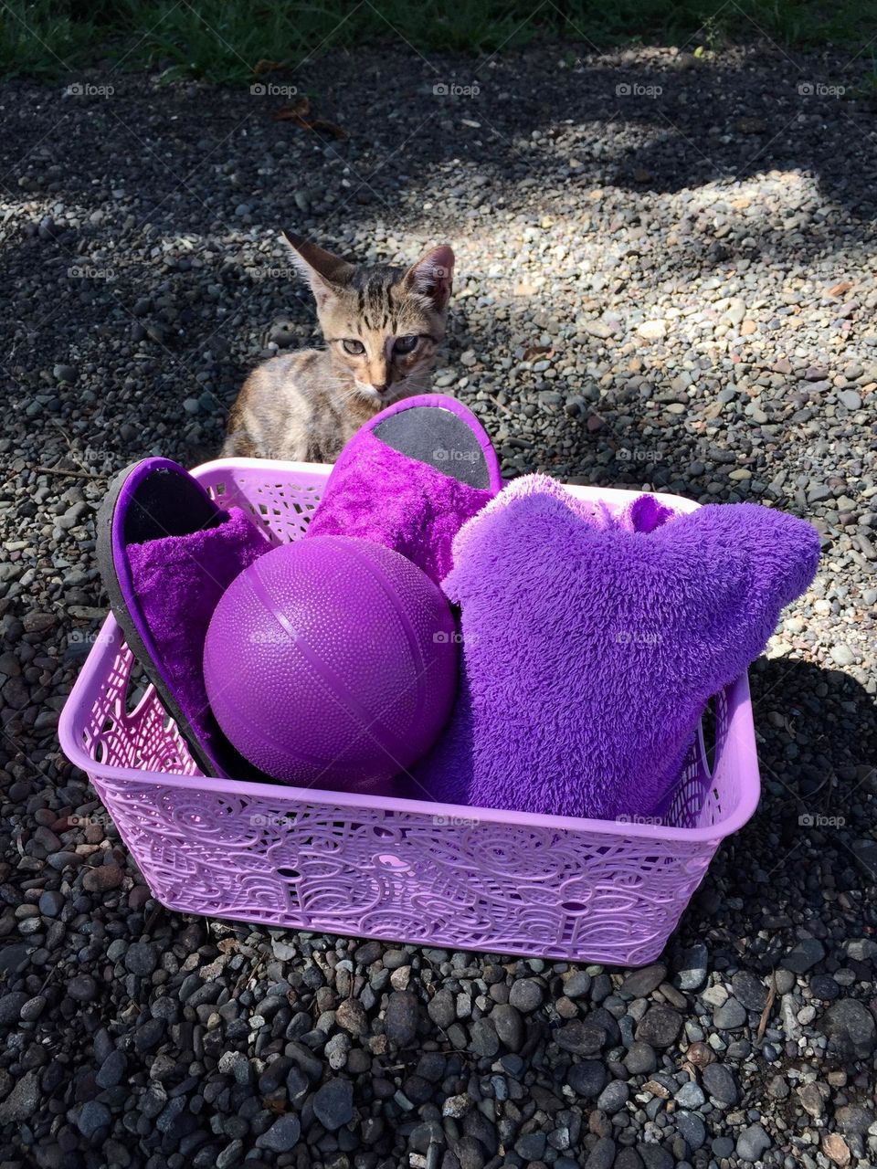 Slippers,ball and towel in one basket. And a cutie cat.