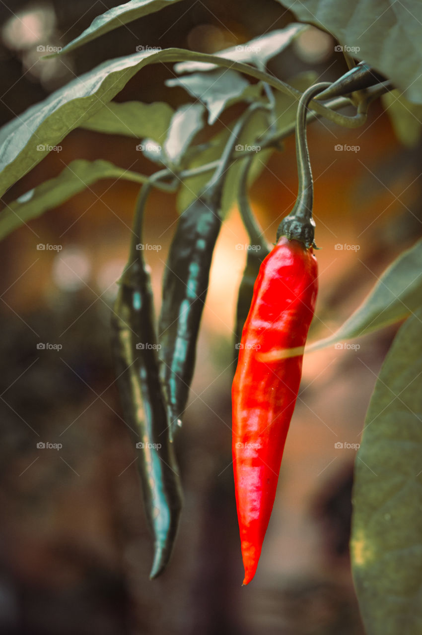 a ripe pepper in the middle of the greens, do you like pepper?