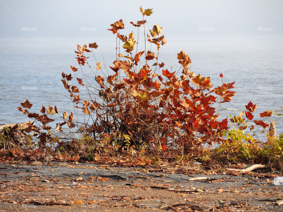 front street new york leaves river colorful by delvec