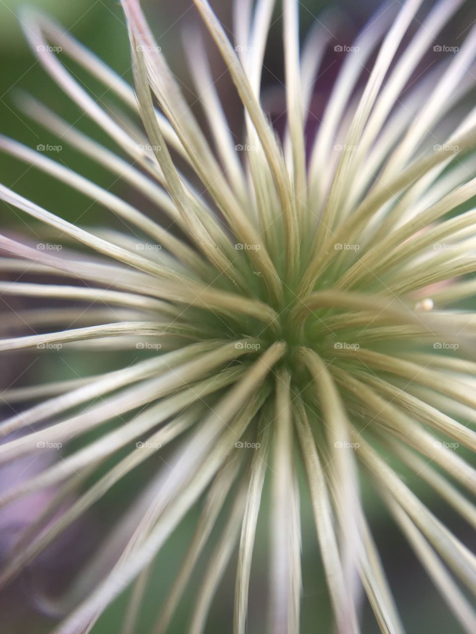 A plant close up 