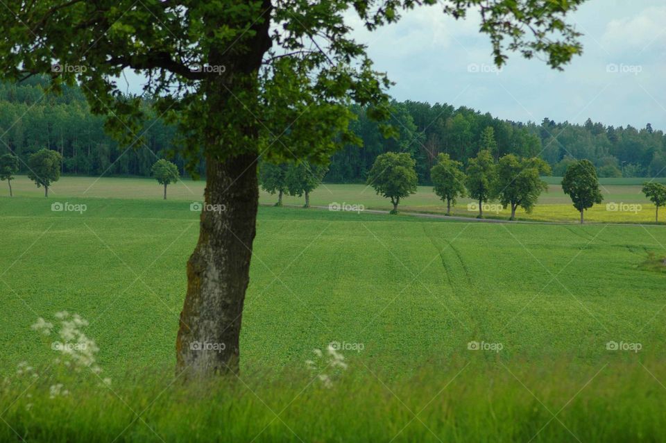 tree grass summer green