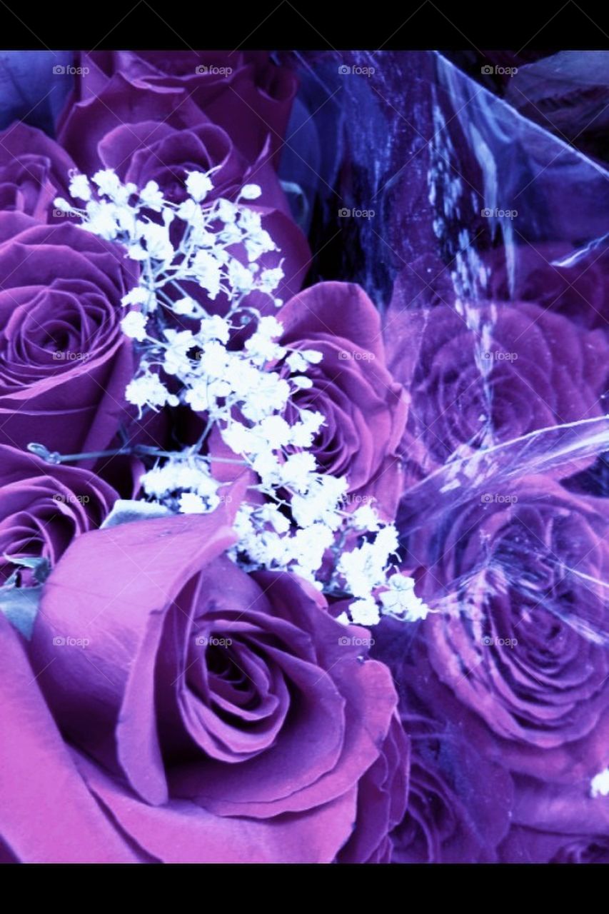 Purple Passion Roses