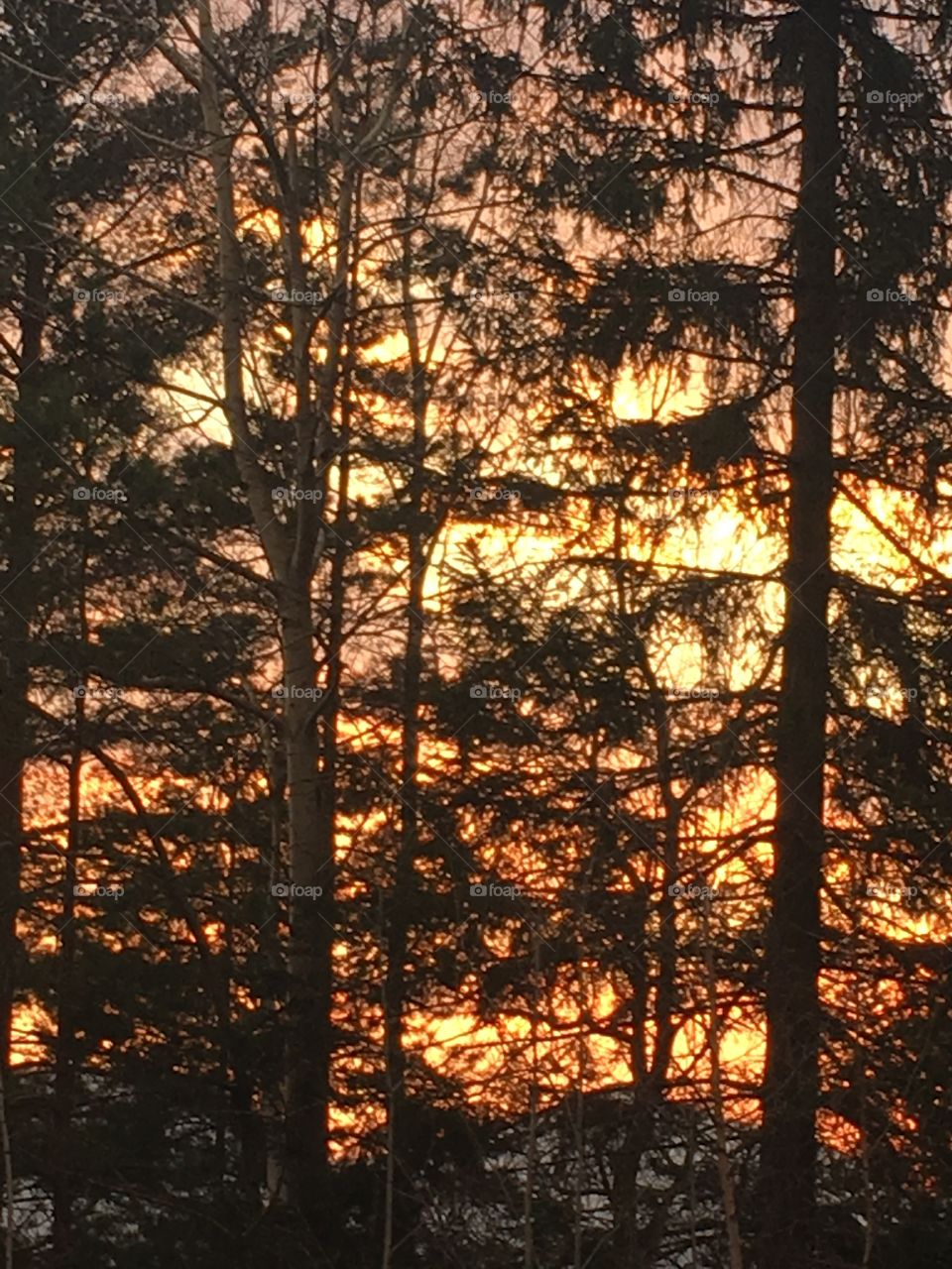 Sunset in the forest