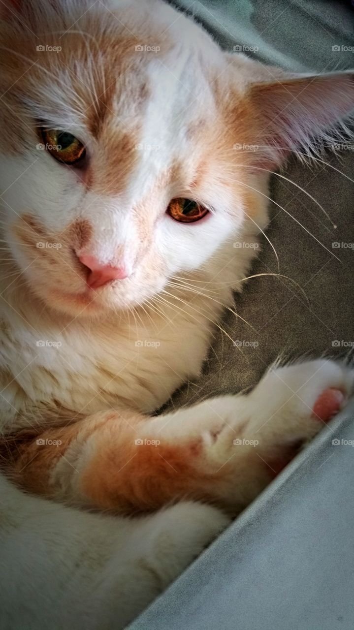 cat chilling in sink. my cat "Olaf"