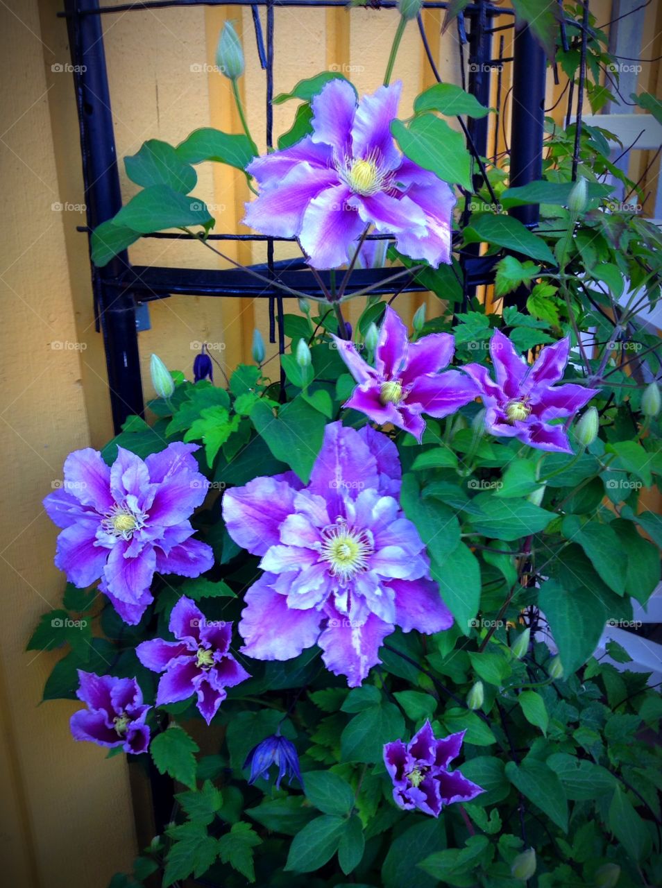 Sweden. Clematis at home