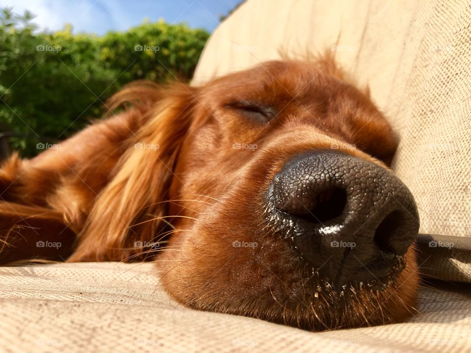 It’s a hard life being a dog .. Quinn enjoying a nap on the patio bench 😂