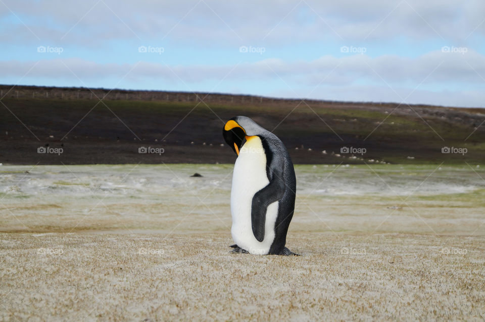 Emperor king penguin