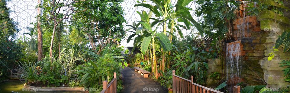 Jungle under glass