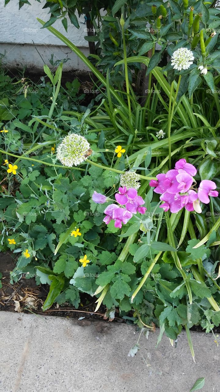 worker bee collecting nectar for the hive