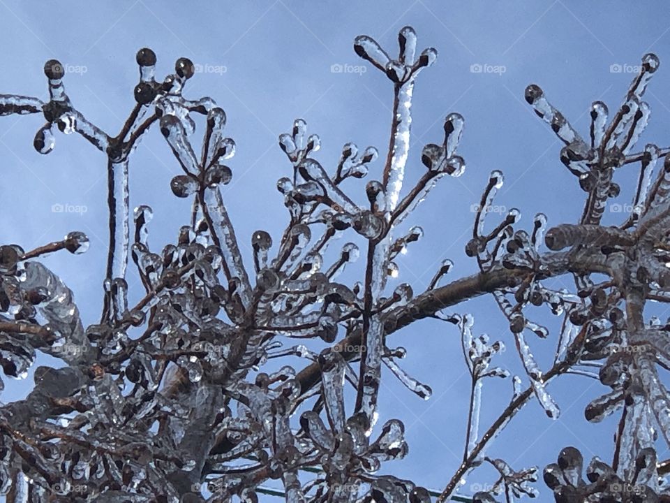 Tree branches encased in ice