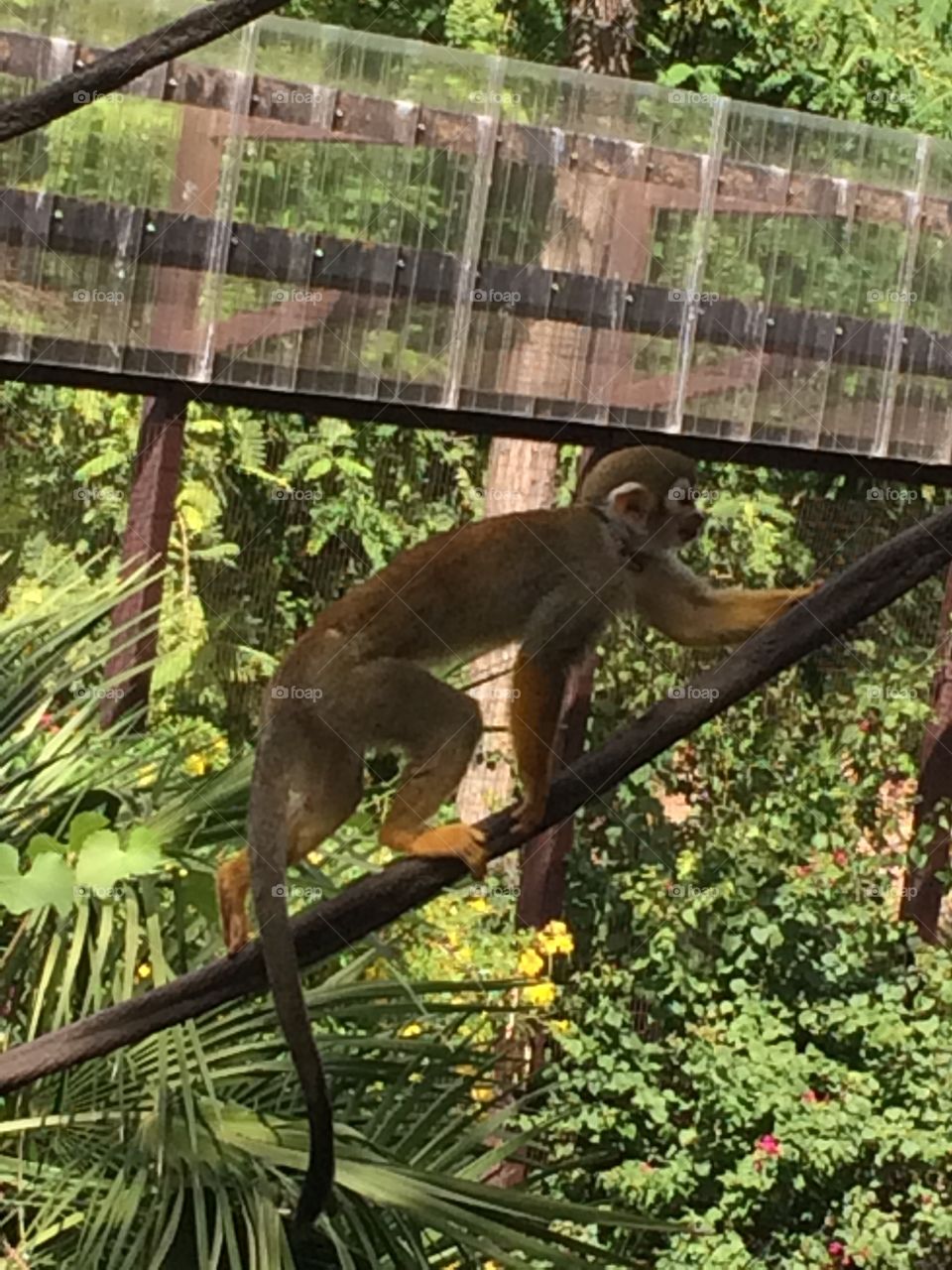 Monkey climbing a vine