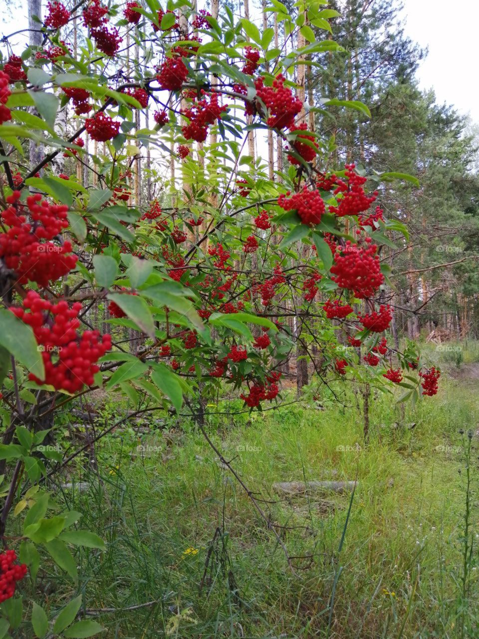 Red berries (potassium, wolf berry) on a branch in the forest