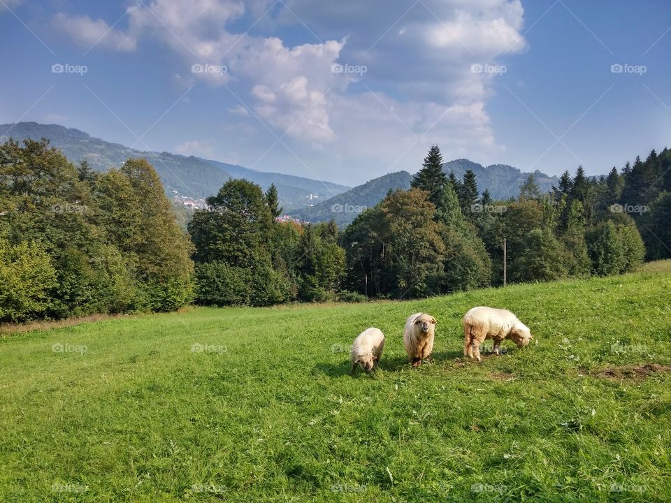 Sheeps in the meadow