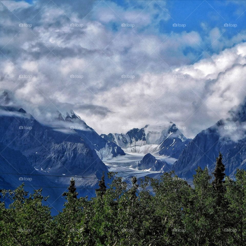 View of forest in winter
