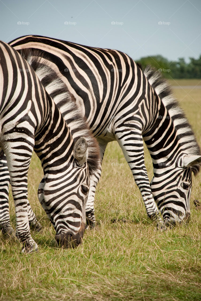 grass animal zoo eating by jbdc