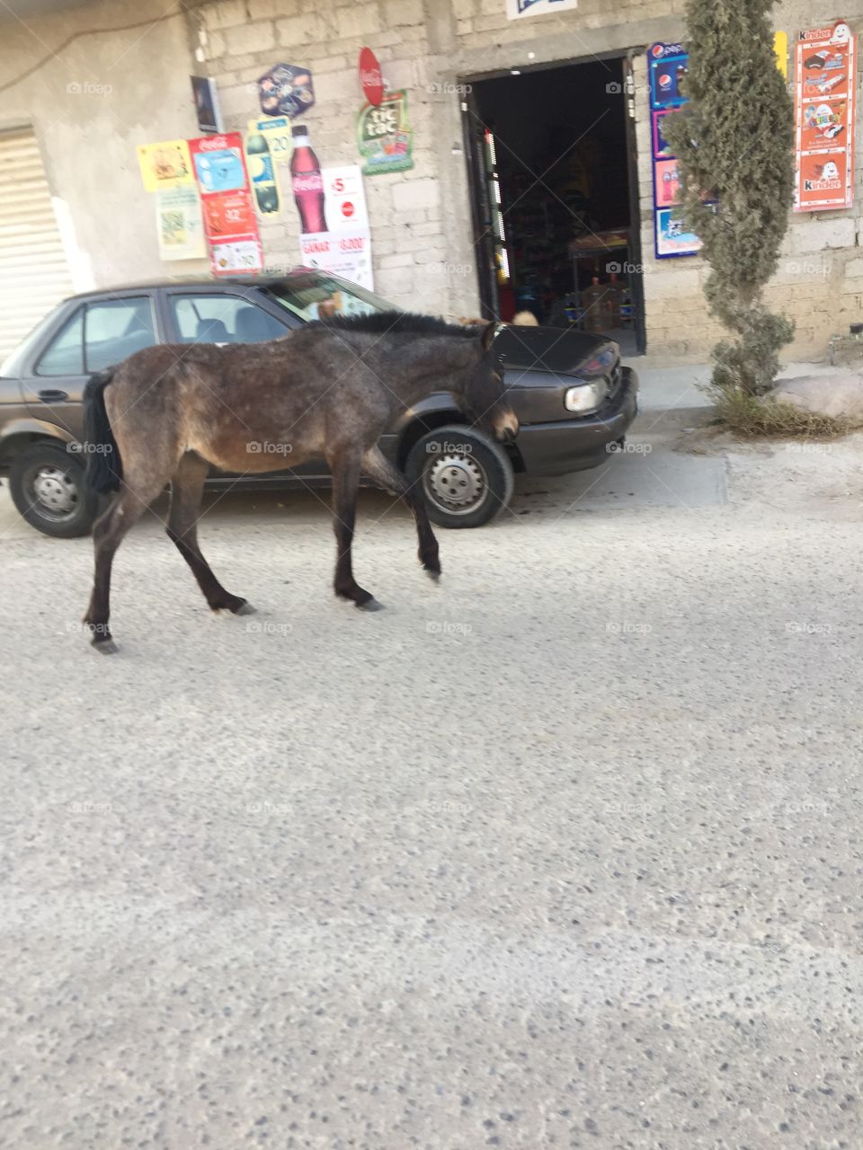 One horse near to my car 