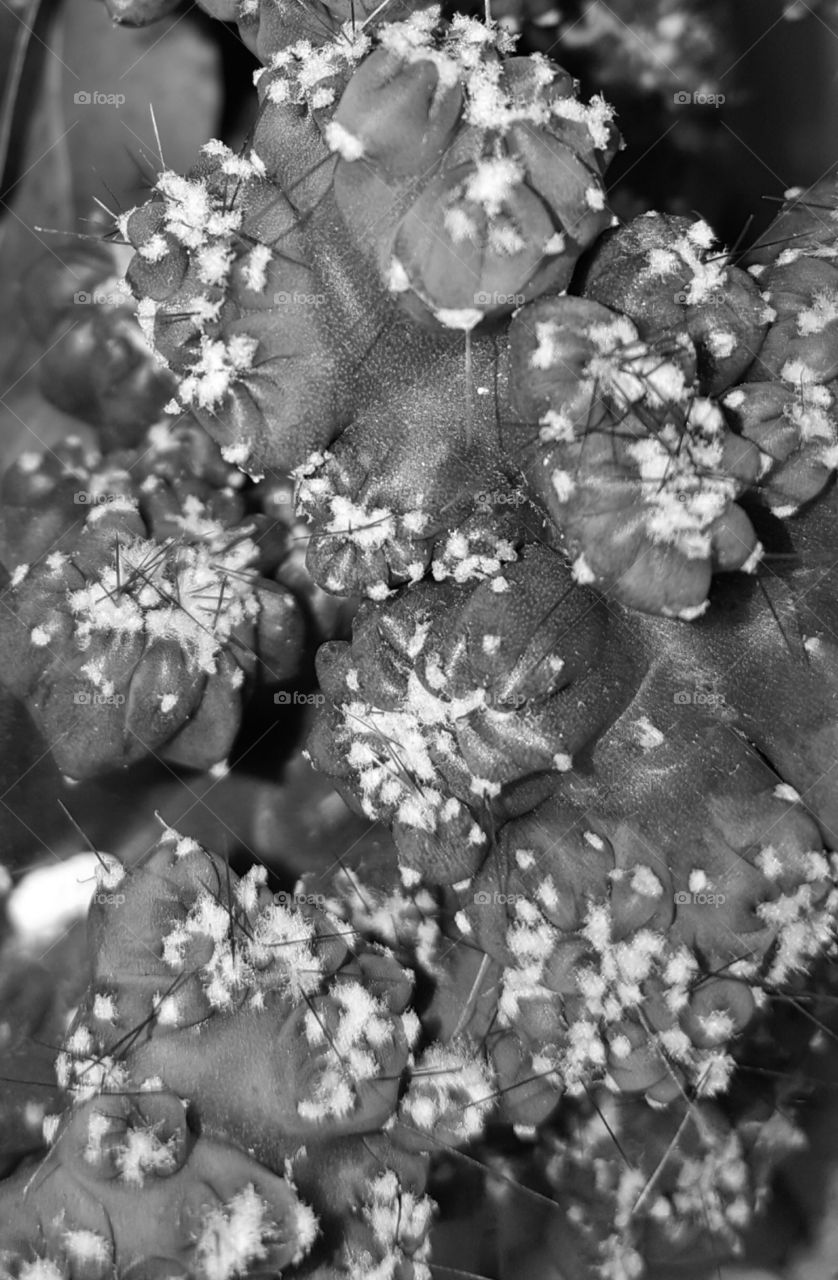 cactus grayscale