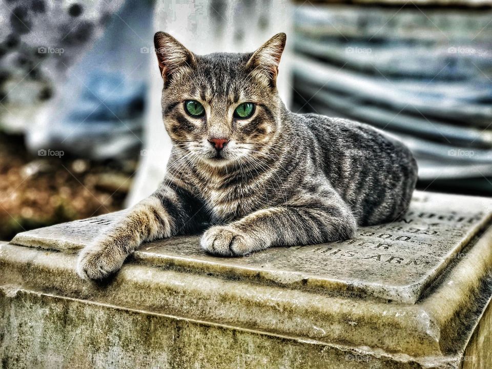 cat on the stone