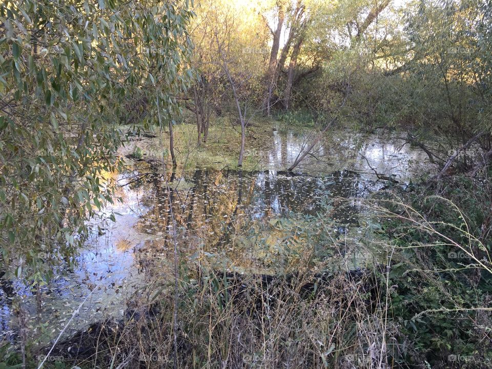 dam built by beavers