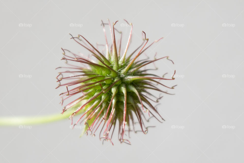 Flower , minimalistic snaps