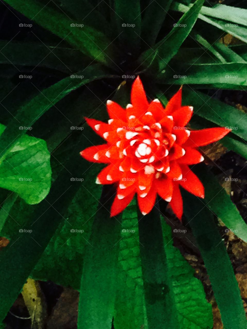 Spiky red tropical Florida bloom
