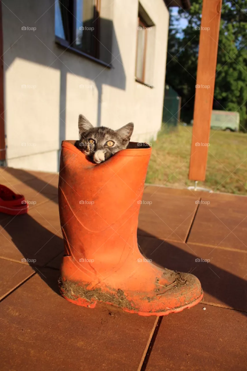 Cat in boots