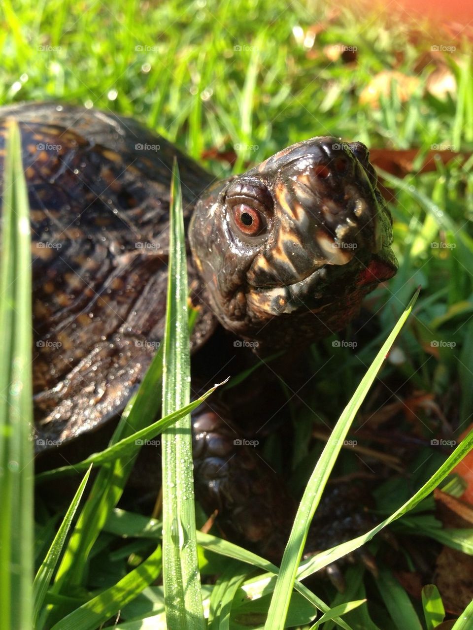 Turtle in yard