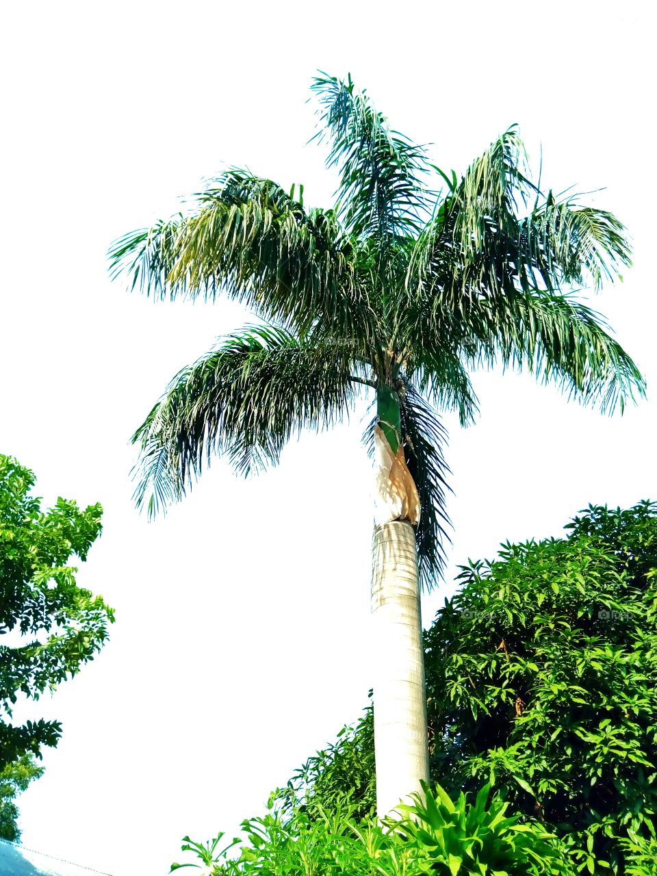 tree,palm