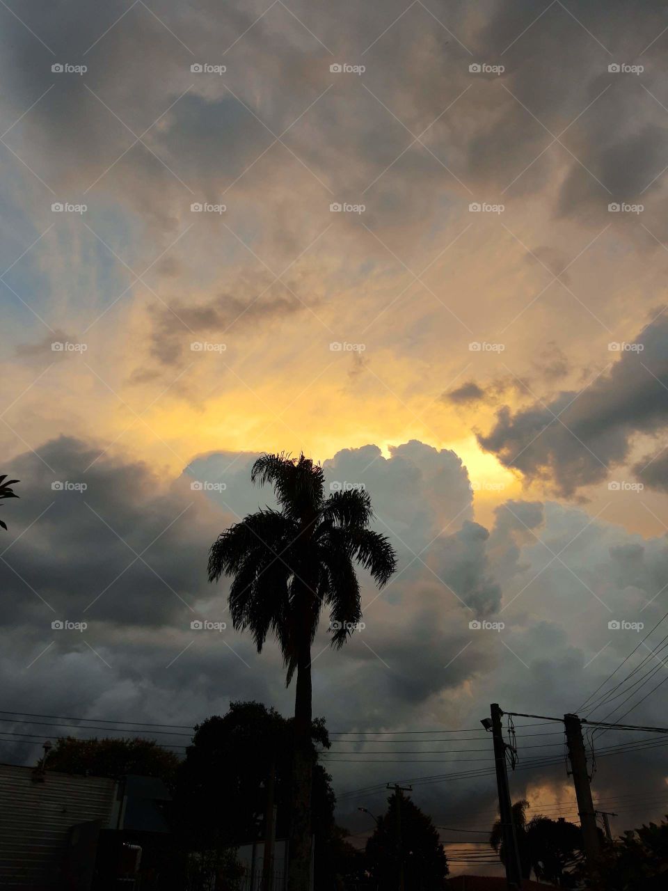 Palm tree and the amazing sunset