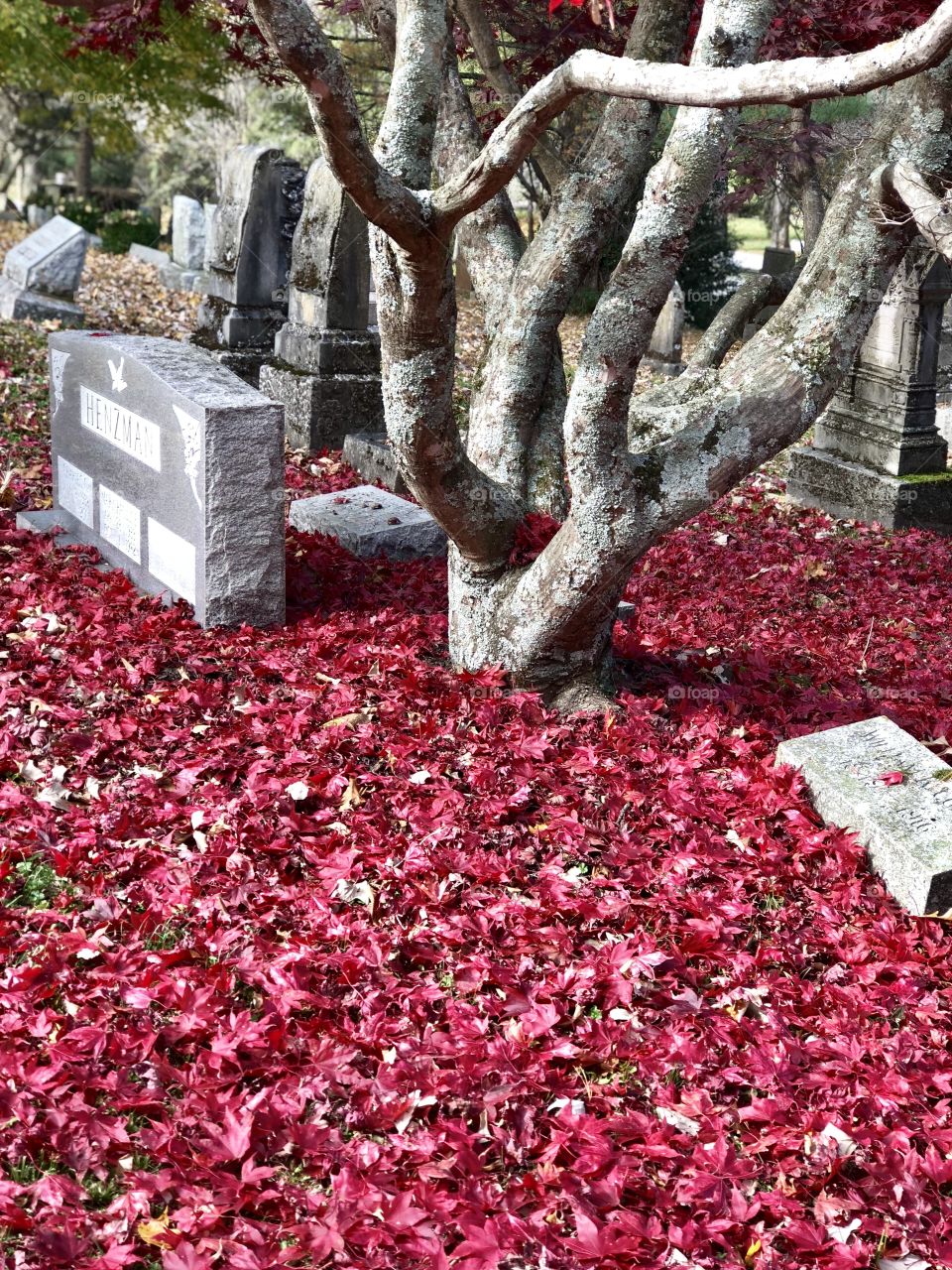 Red leaves among the tombstones