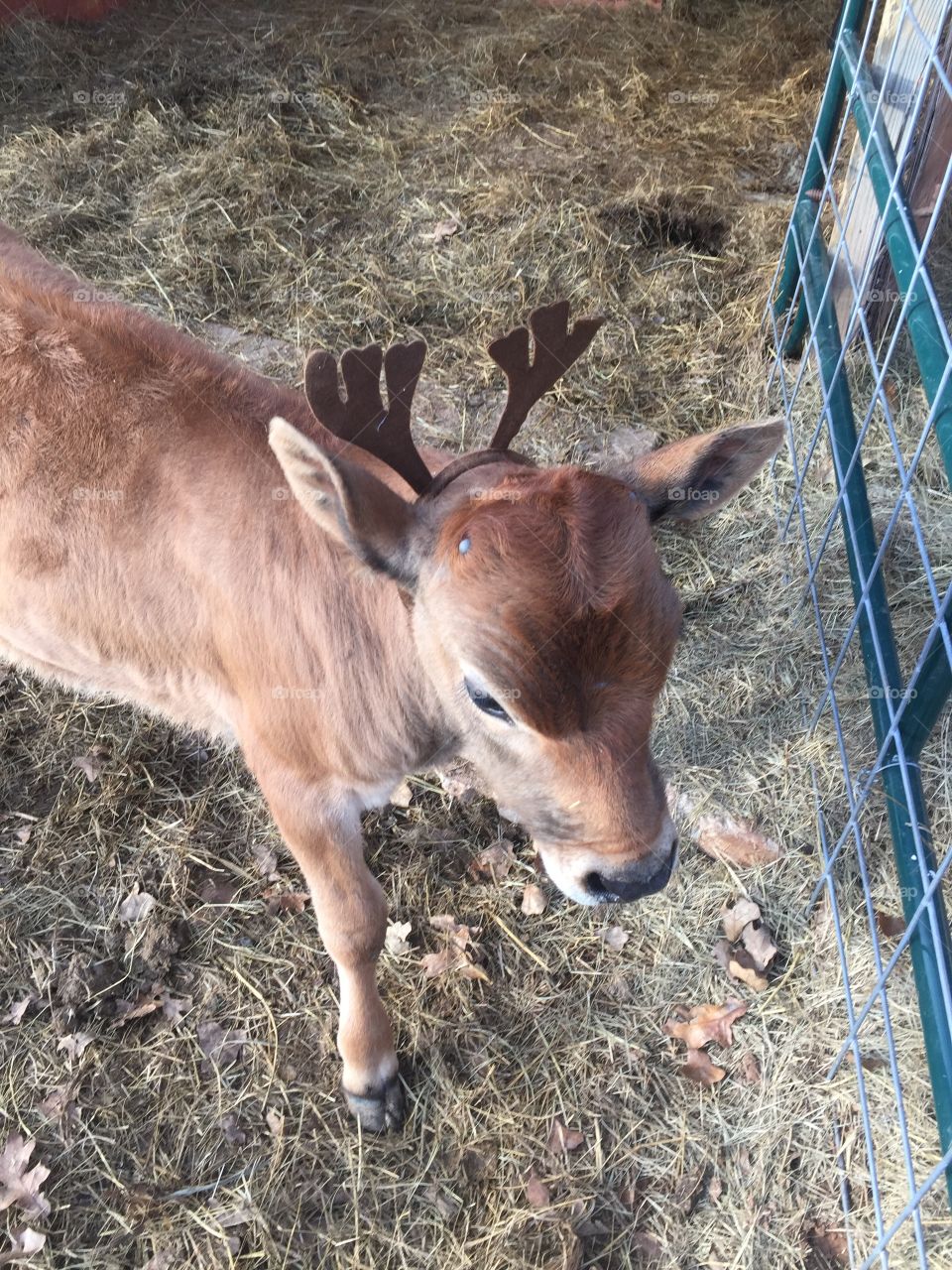 Jersey calf Christmas 