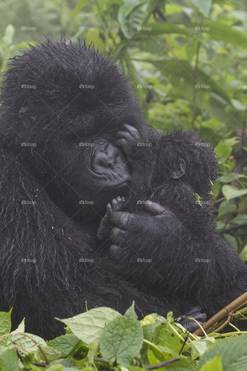 Mountain gorilla