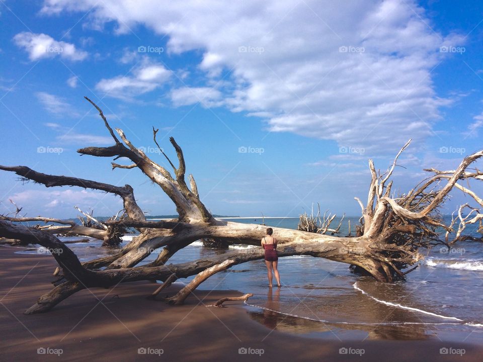 Stumbled on a mysterious beach of dead, washed up trees 