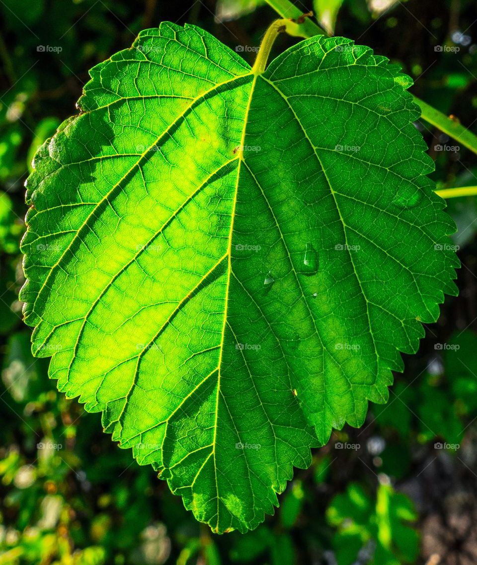 Green leaf