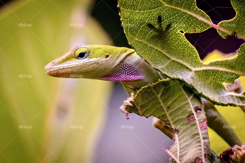 A Carolina Anole poses for a shadow-through-the-leaf shot. Raleigh, North Carolina. 