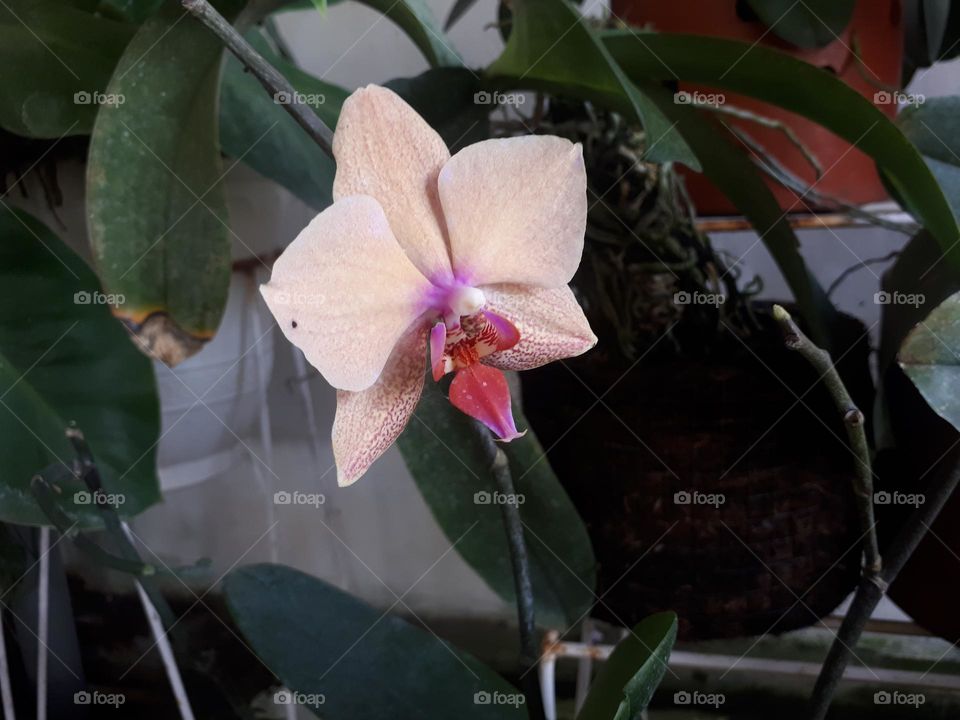 beautiful flower combination of yellow and red
