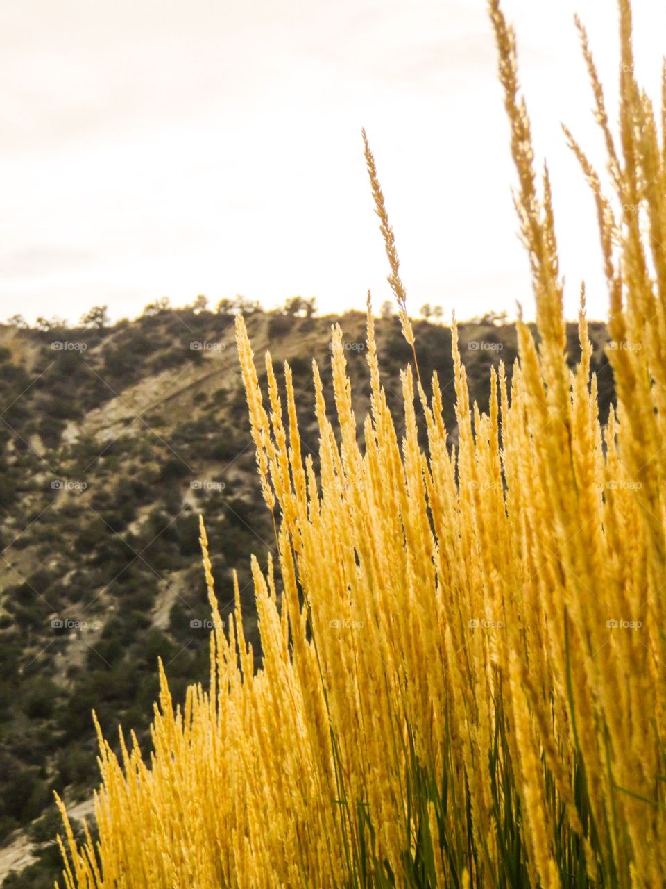 Grass and mountain