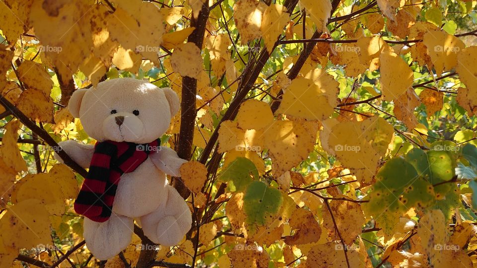 Hello, Autumn! I am a teddy bear and I have a great autumn mood 🍁🍂