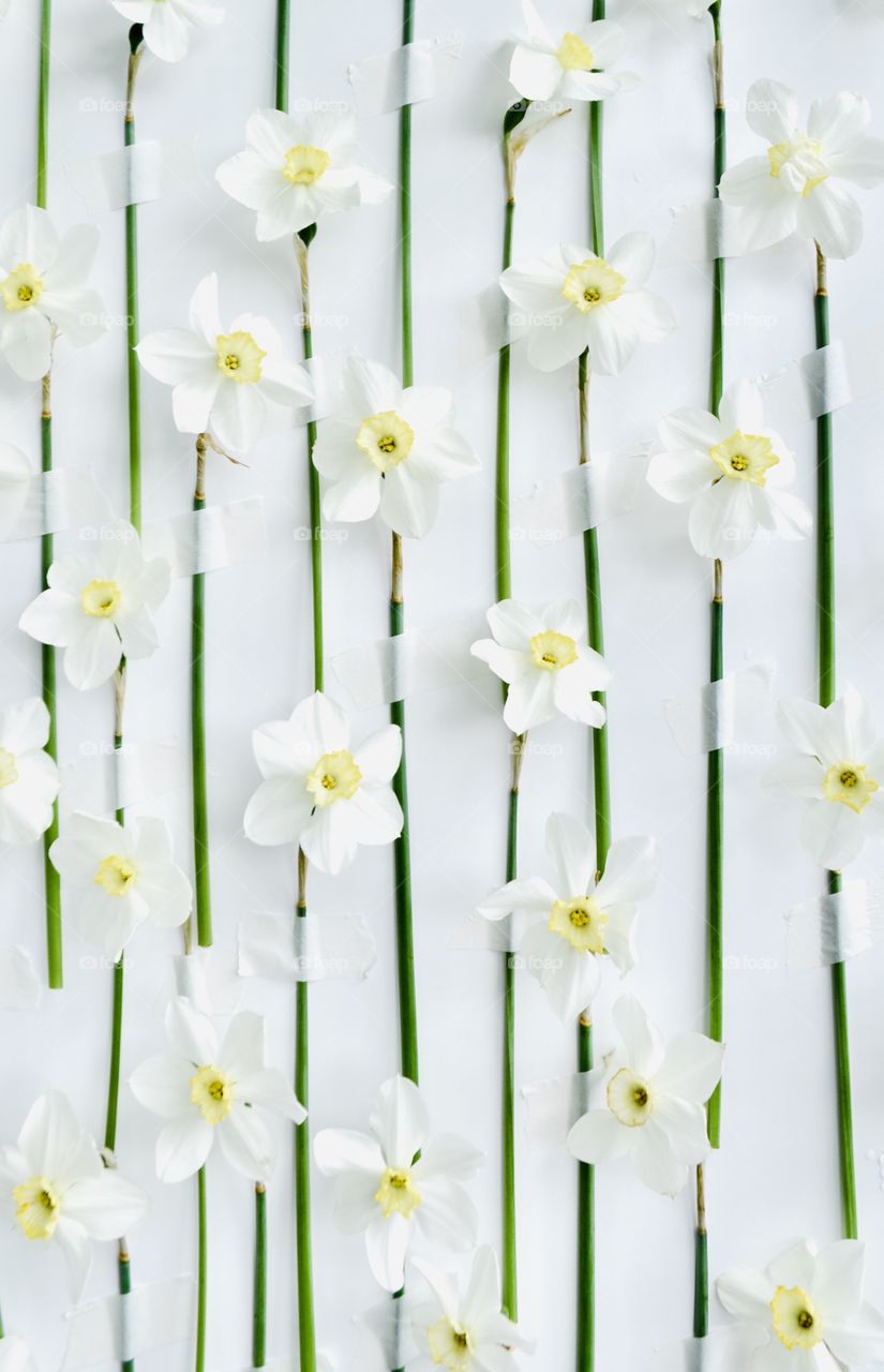 wall of flowers. daffodil flowers on a white background. green vertical stems and white flowers