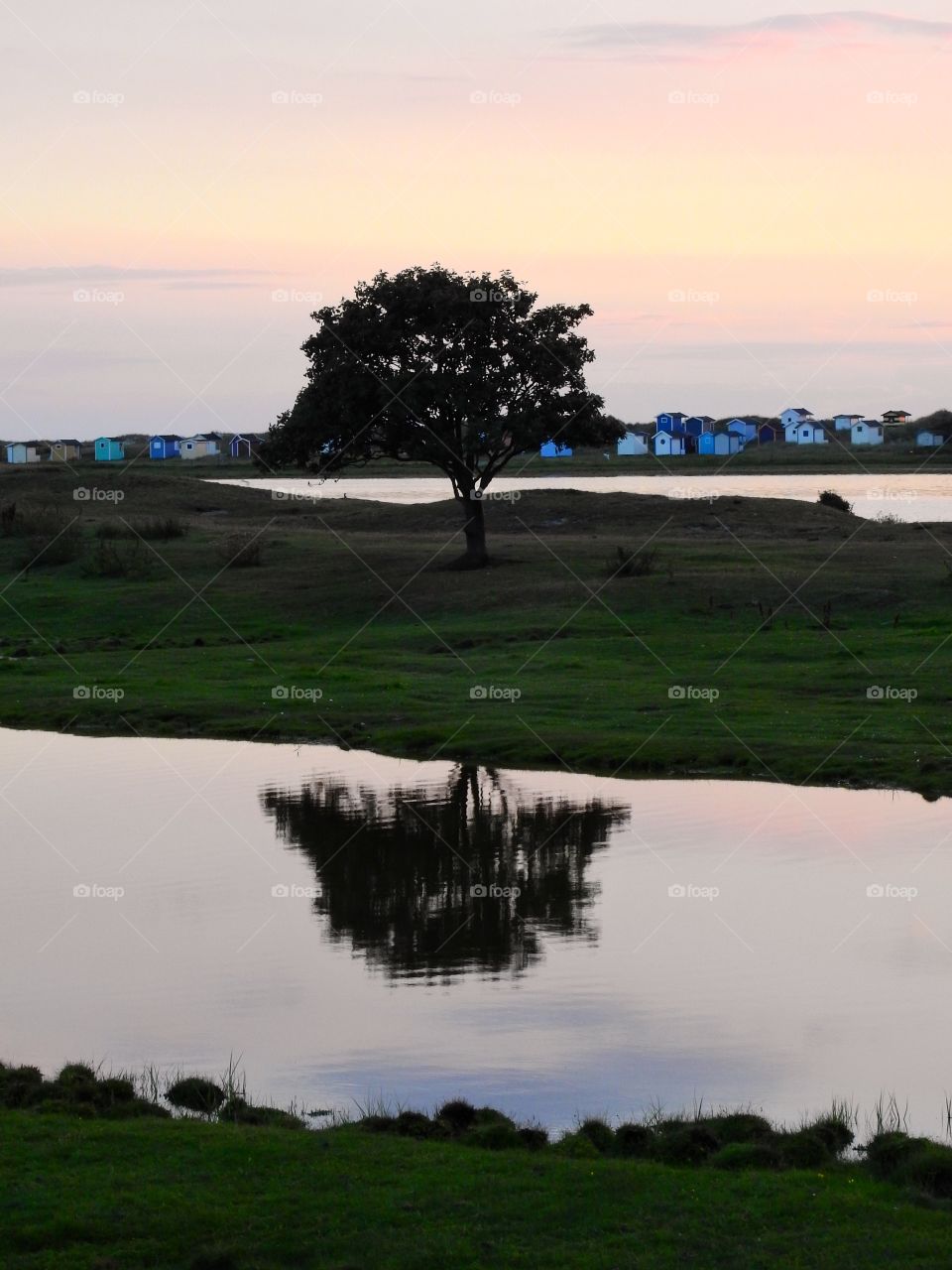 Solitude of tree reflecting in water