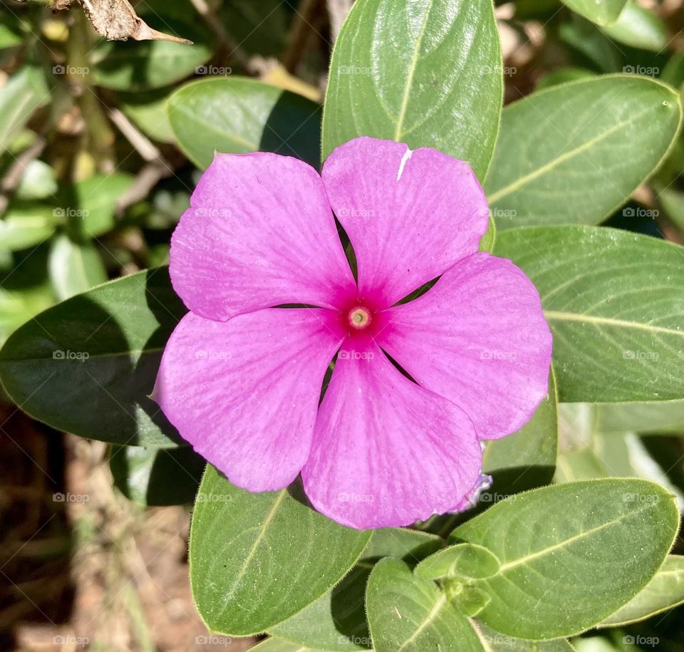 🌹 🇺🇸 Very beautiful flowers to brighten our day.  Live nature and its beauty. Did you like the delicate petals? / 🇧🇷 Flores muito bonitas para alegrar nosso dia. Viva a natureza e sua beleza. Gostaram das pétalas delicadas? 