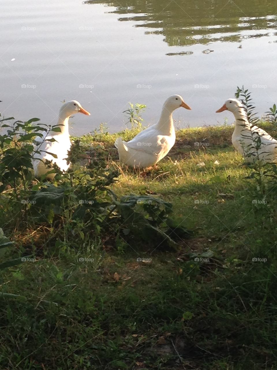 Rare white ducks in Oak Lawn, IL. Spring is here!