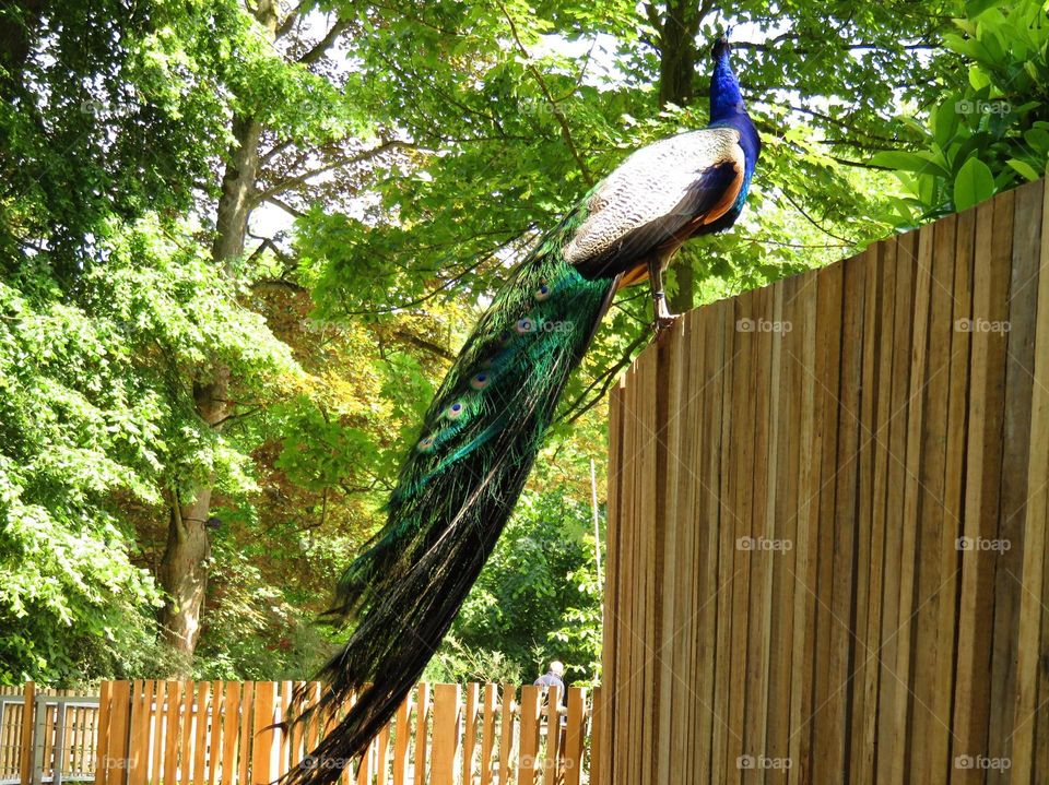 perched peacock